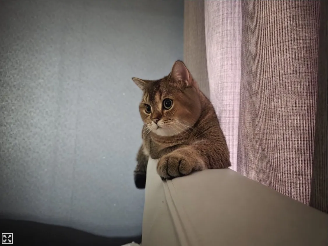 이고양이 왤케 귀엽져!